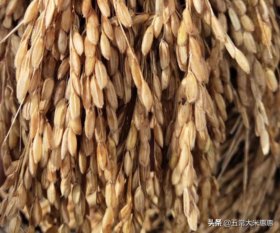 东北大米最好吃排名第几名,五常大米和东北大米