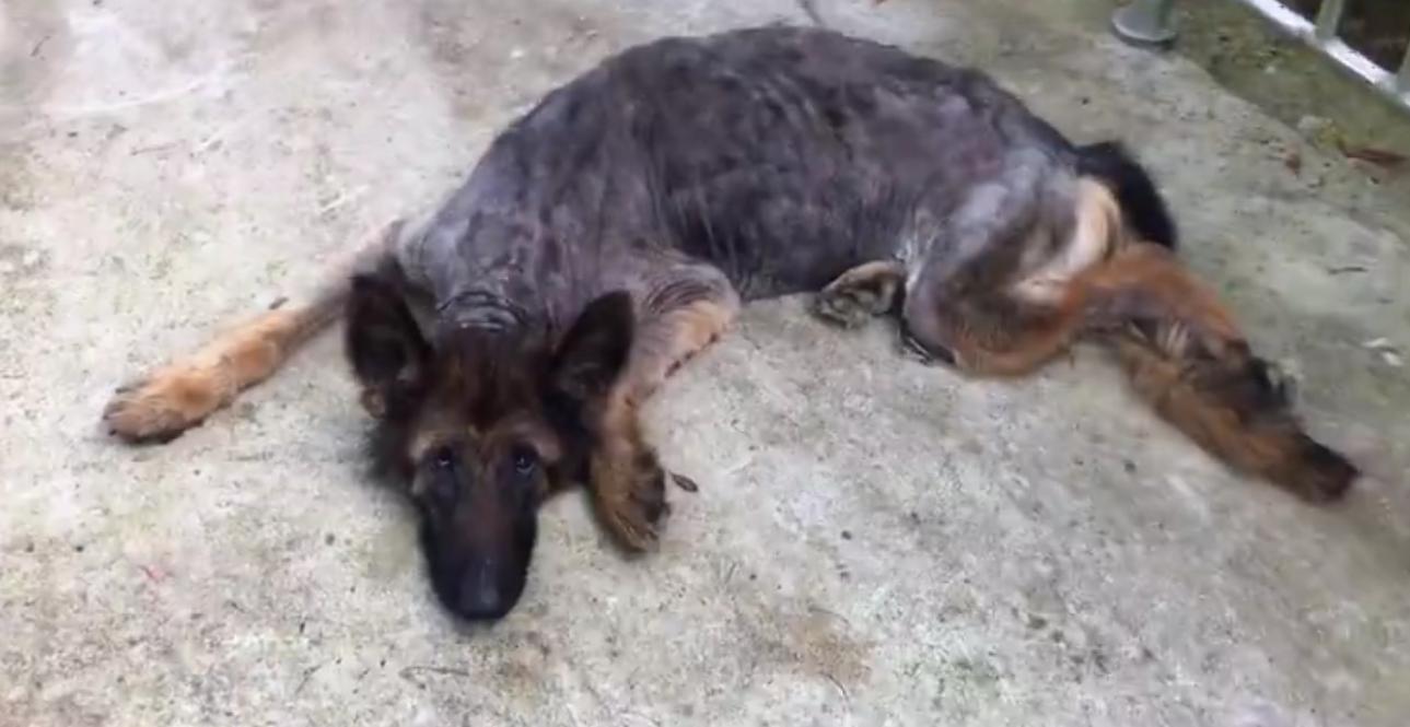 骨瘦如柴的流浪狗马犬,骨瘦如柴的流浪柯基