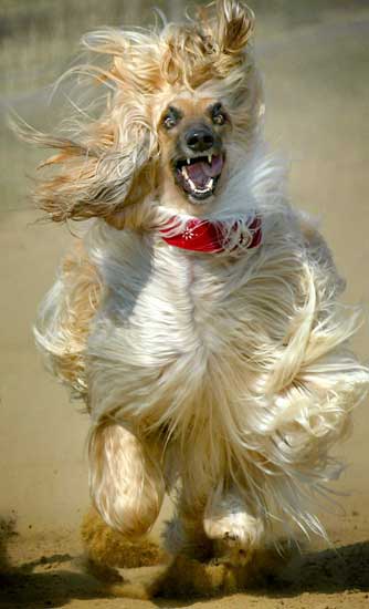 名犬排行榜前十名图片,名犬排行榜