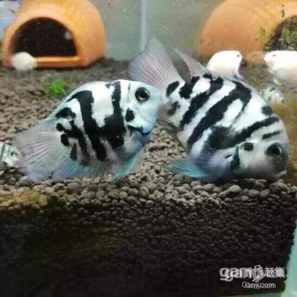 观赏鱼体表外伤怎么治,观赏鱼外伤肠子流出会自愈吗