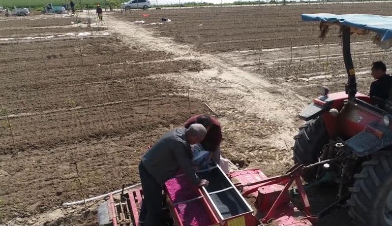 花生盖了膜怎么补肥,花生膨果期补啥肥料