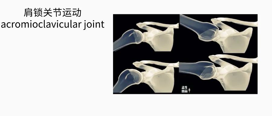 肩锁关节脱位等级及图片,解剖学肩关节
