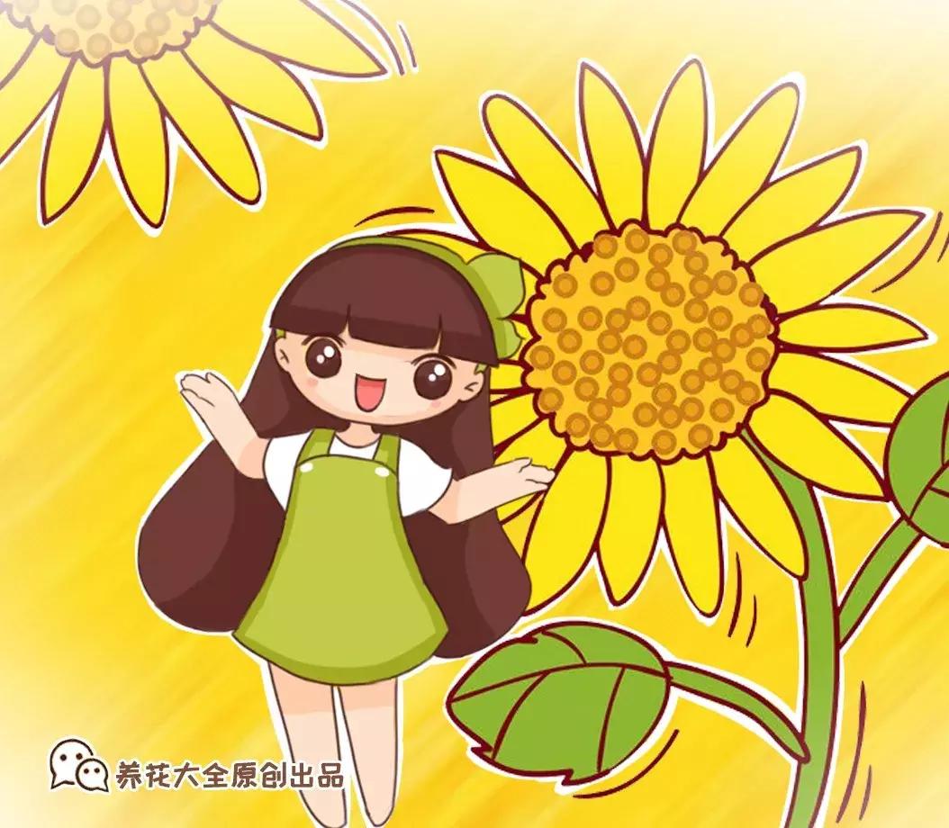 五月份被公认阳台最好养的10种花,喜阴耐旱适合室内养的50种花