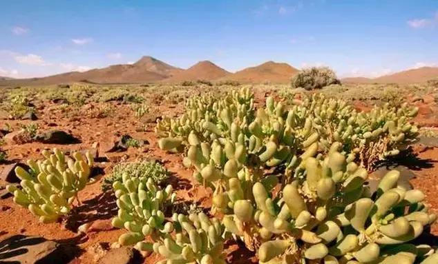 一半是沙漠一半是大海的地方,一半海水一半沙漠的地方