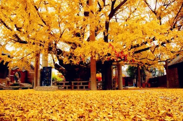 莒县还有这么美的地方,莒县真是美