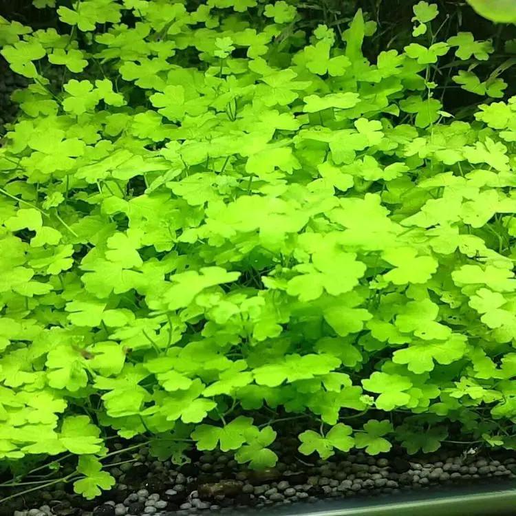 石上的迷你矮+血红宫廷，美的让人心醉