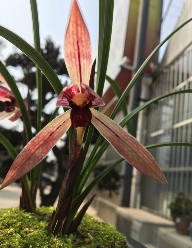 生长在悬崖峭壁上的野生兰花,贵州大山里的兰花