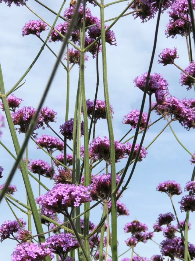云一诗词荐读ll王惠玲的诗