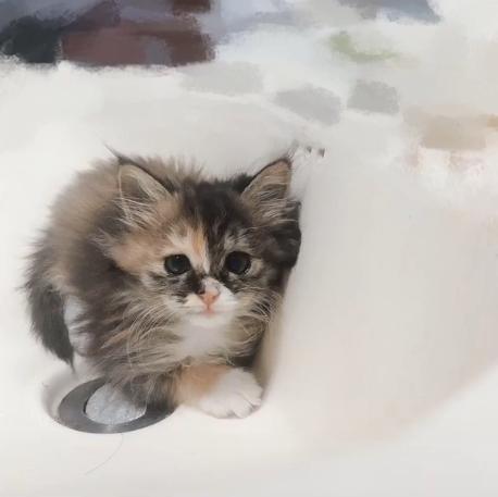 捡到一只流浪猫眼睛烂了怎么办,捡了一只生病的小奶猫