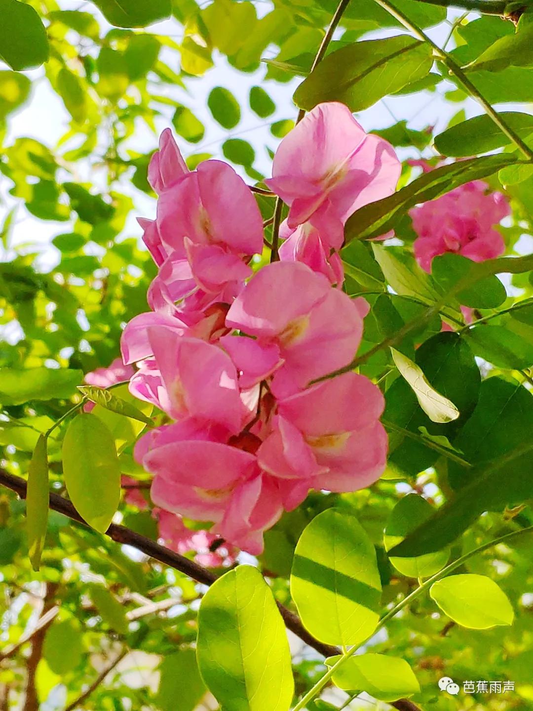 丰华街的白蜡树——新叶冉冉逢谷雨