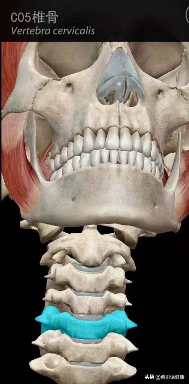 用3D来脊柱体表定位简单多了