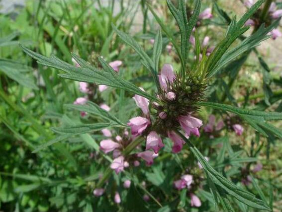 这些植物都是中药，你知道吗？