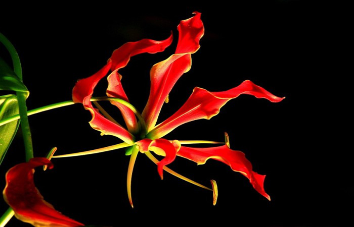 世界上最昂贵的花一朵价值1500万,世界上最贵最好看的花是什么花