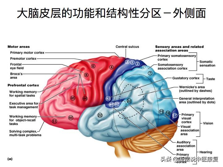 中枢神经系统断层解剖讲解,中枢神经3d解剖动画