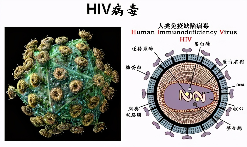 艾滋病为什么是大猩猩传给人类,艾滋病毒来源于蝙蝠吗