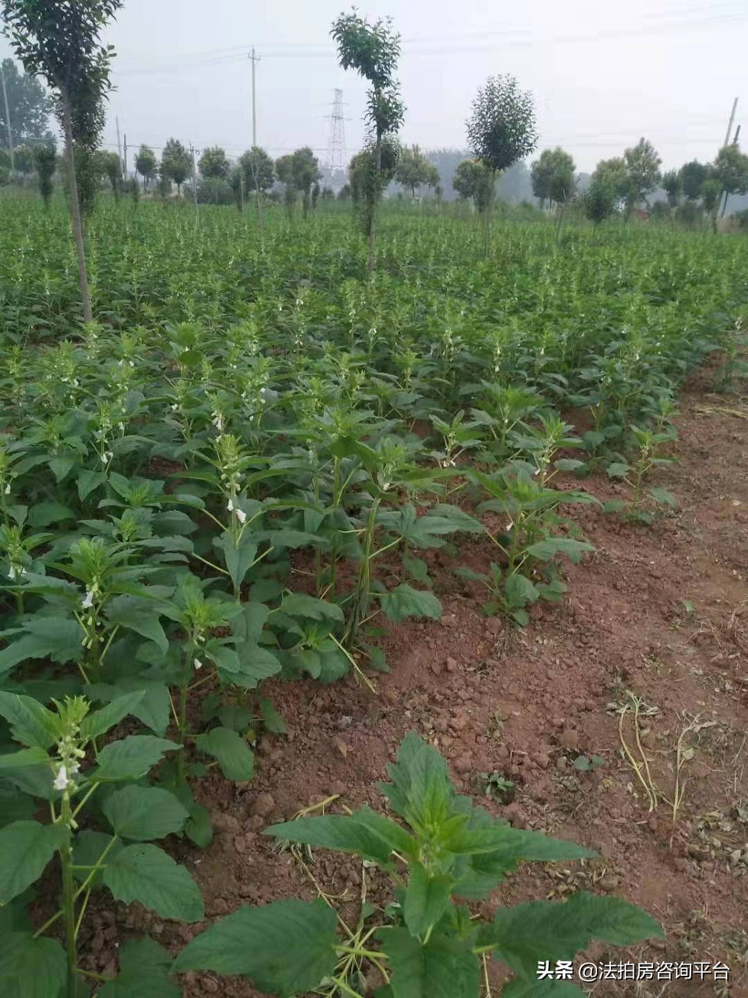 纯粹芝麻油,纯粹芝麻油广告