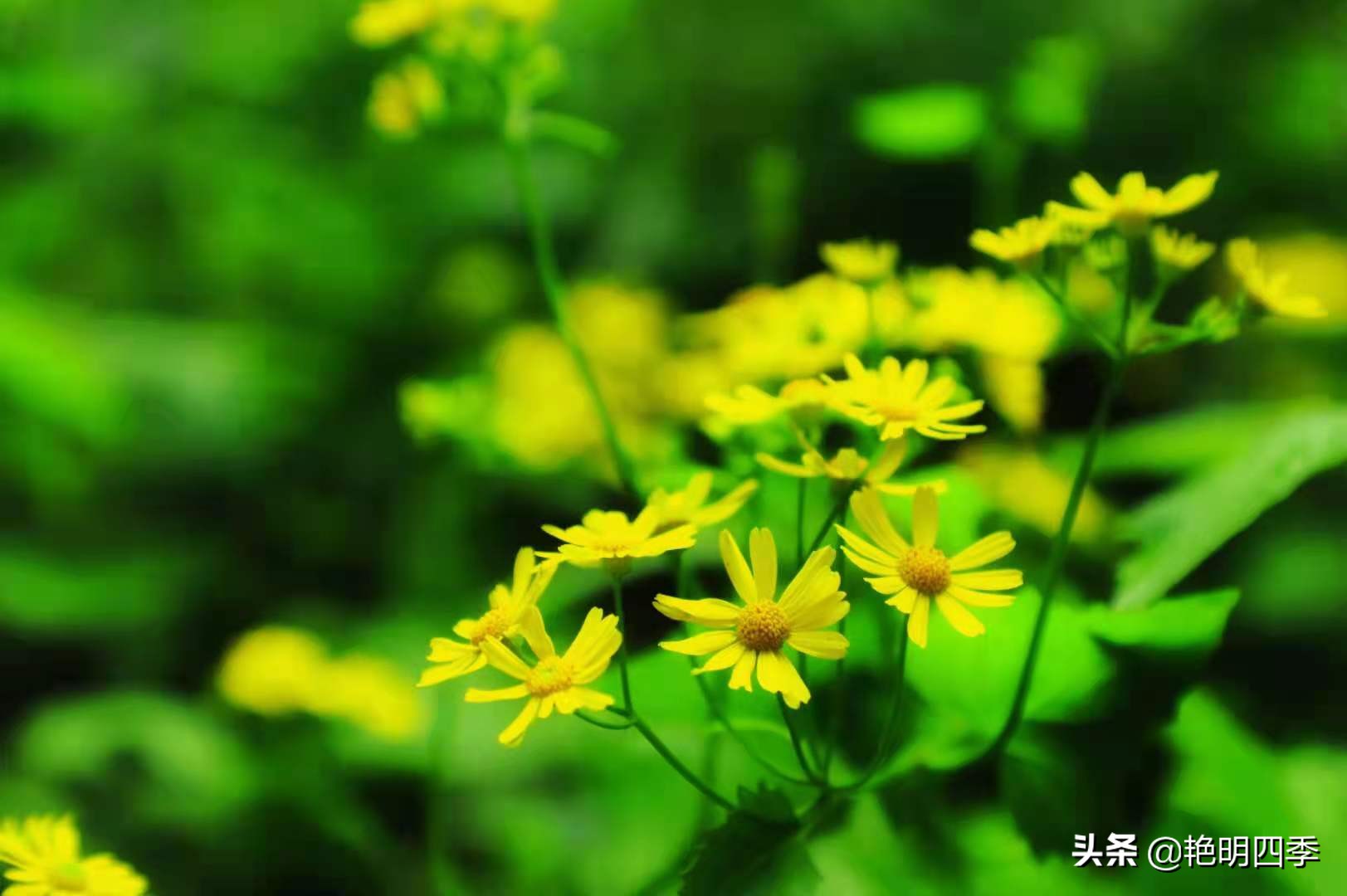 平顶山画眉谷旅行,鲁山县画眉谷视频