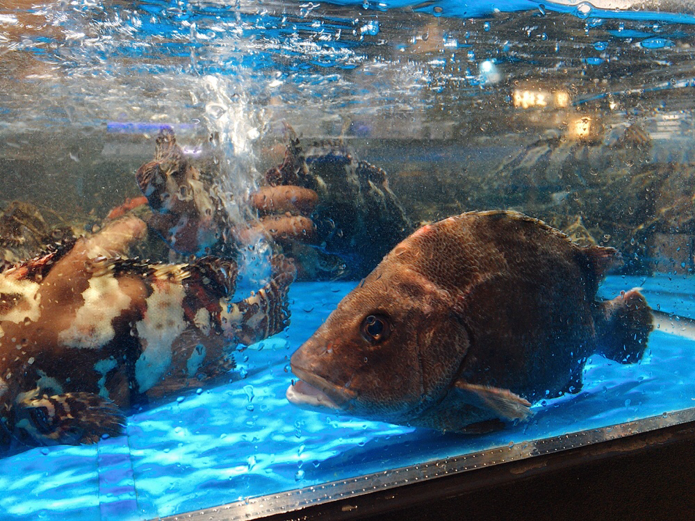 清蒸鱼不放油怎么做好吃又简单,清蒸鱼不放热油又不腥的做法