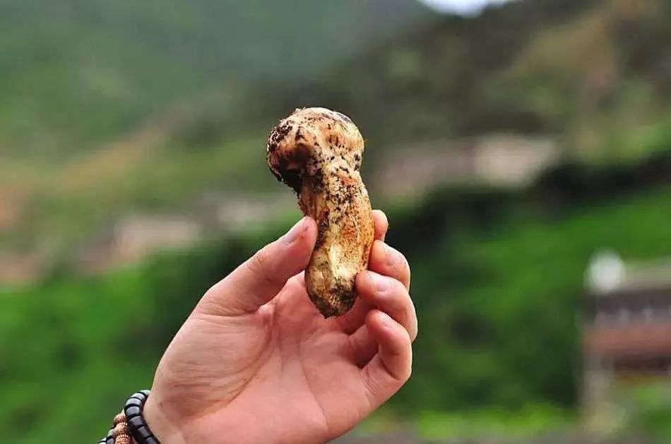 玉米土地托管经营模式,玉米新农业三种经营模式