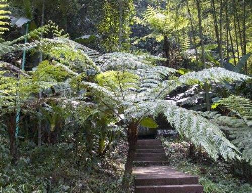 开山捡回一根“蛇纹木”，埋到老家菜地中，一查才知是珍贵龙骨风
