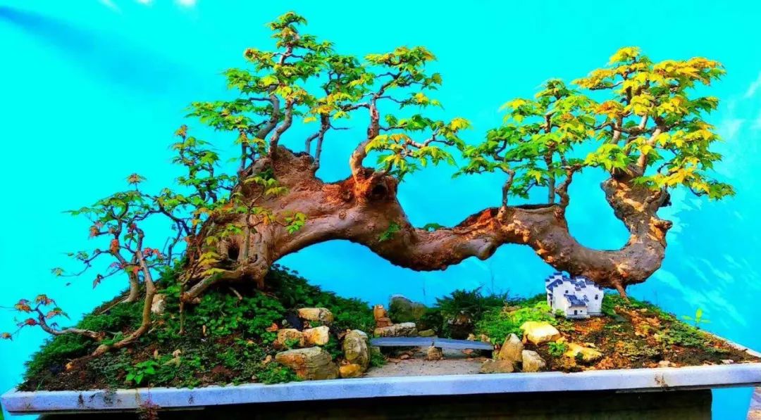 原创散文随笔,盆景之美的散文