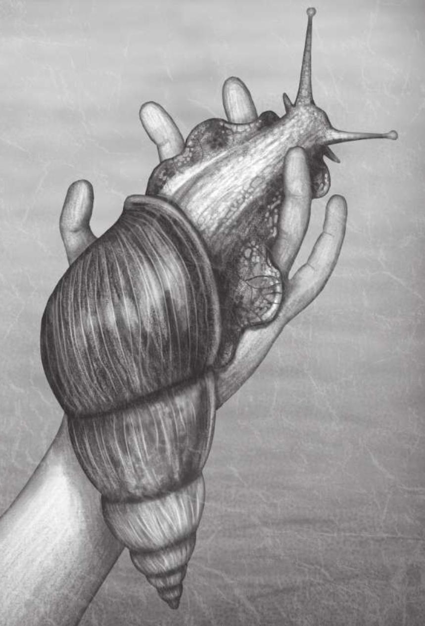 生命不息，干饭不止——非洲大蜗牛