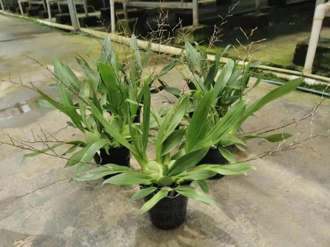 梦香兰的养殖方法,梦香兰花苗