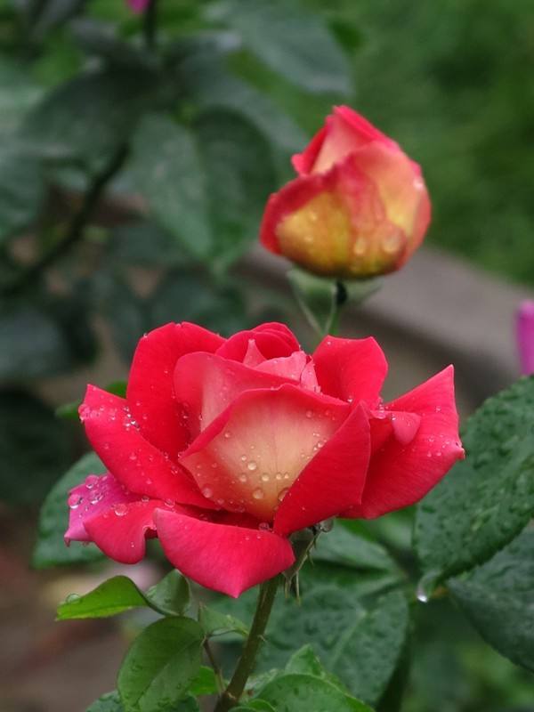 月季生长的原理,月季的生长条件