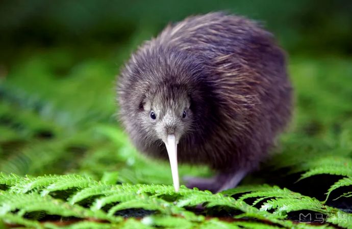 难忘的新西兰之行,在新西兰难忘的日子