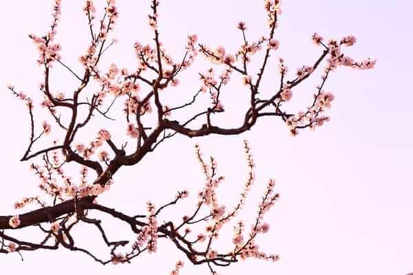 七言绝句春花二十首,春花平水韵七绝诗