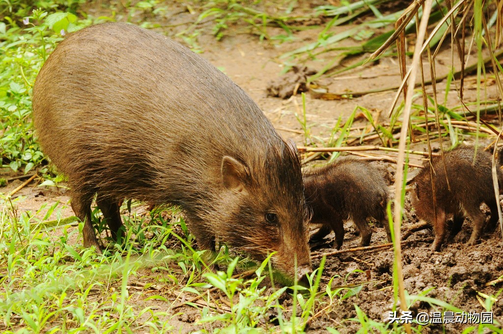 一猪二熊三老虎是怎么来的,为什么说一猪二熊三老虎