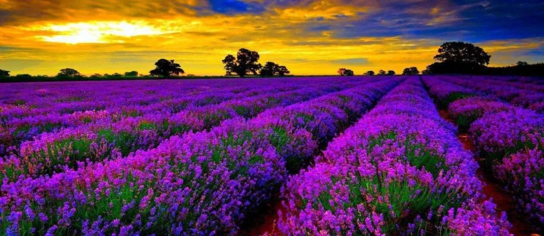 怎样拍好薰衣草照,如何拍紫色薰衣草