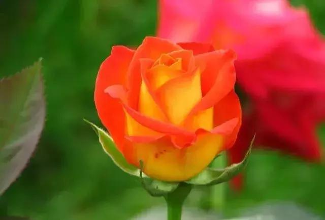 4000种不一样的玫瑰品种大全,100种玫瑰品种图鉴大全