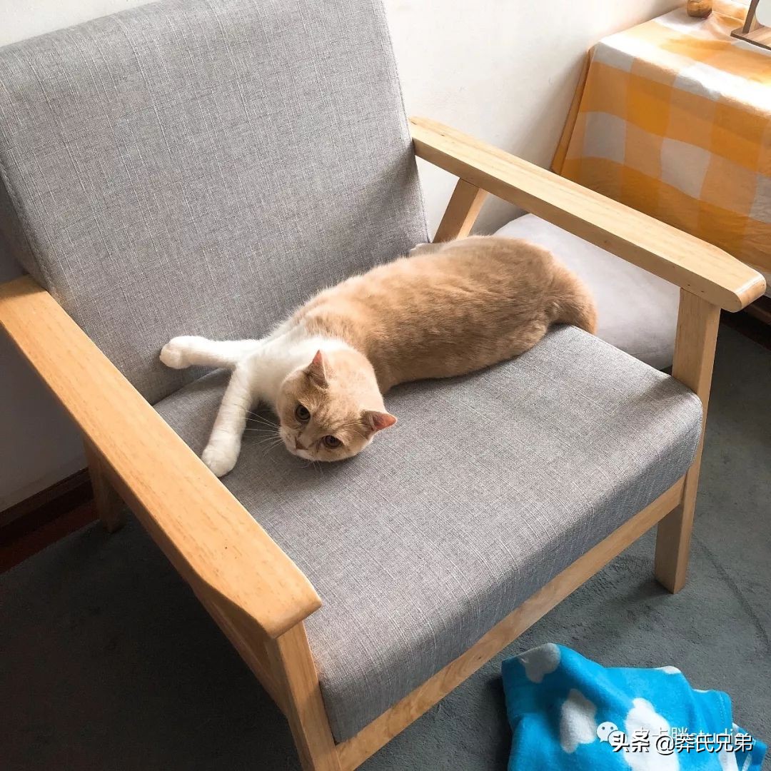 可爱小奶猫刚生出成长日记,一只小奶猫的成长过程