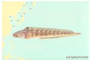 辽宁常见的鱼有哪些,辽宁沿海常见鱼