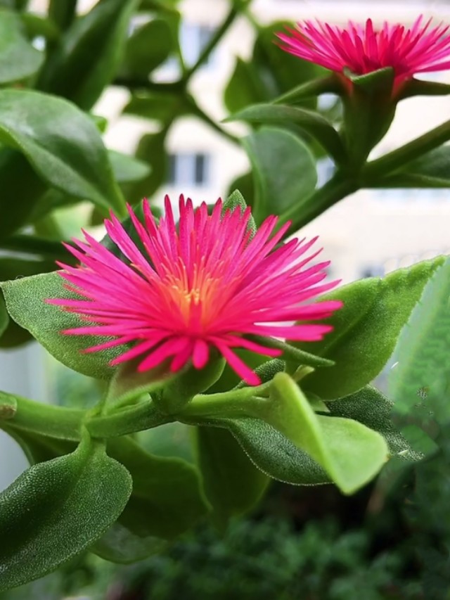 中国诗歌杂志2024年4期目录,中国诗歌周刊第185期