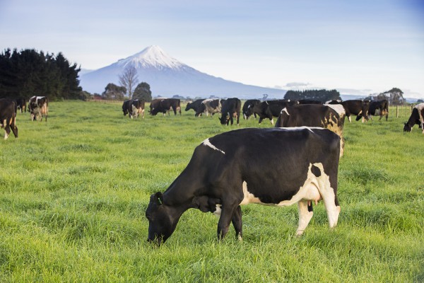 乘风破浪的职场妈妈好物分享1%臻稀高培臻爱草饲奶粉