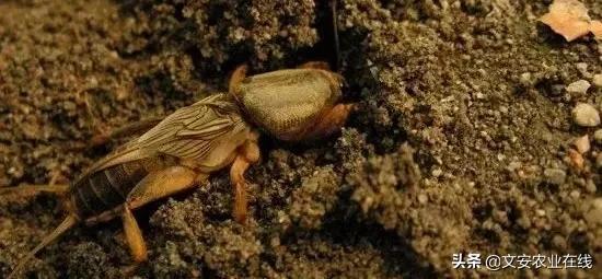 地下害虫怎么防治效果最好,多种地下害虫的防治方法