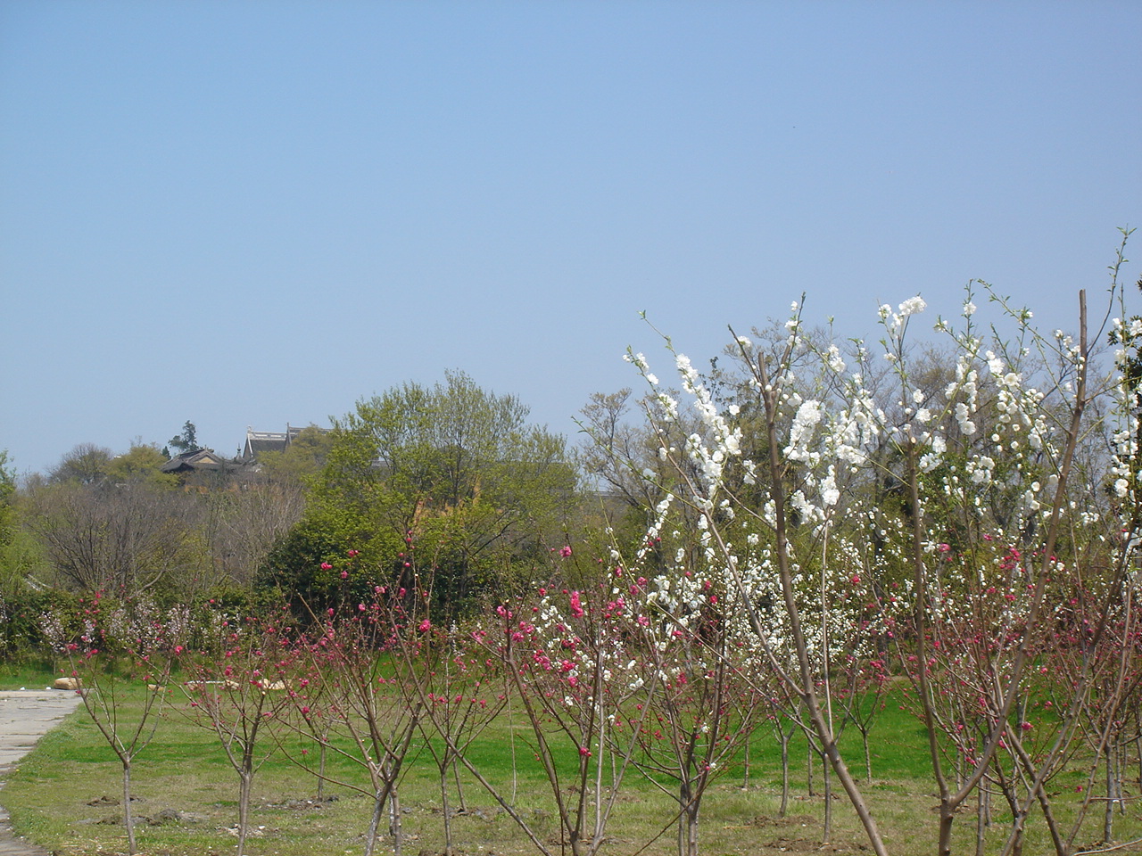 三月的瘦西湖到底有多美,瘦西湖景色到底有多美