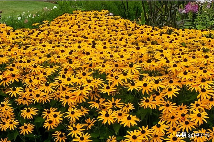 宿根草本金光菊的主要品种,黑心金光菊的品种有哪些