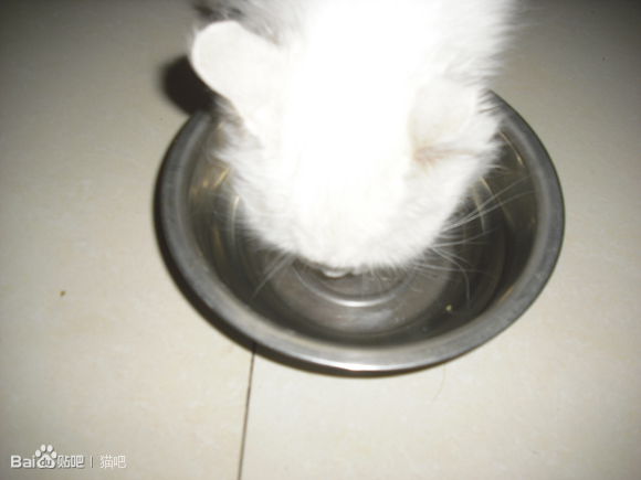 猫咪口腔溃疡最简单的治法,猫咪口炎口腔溃疡怎么治