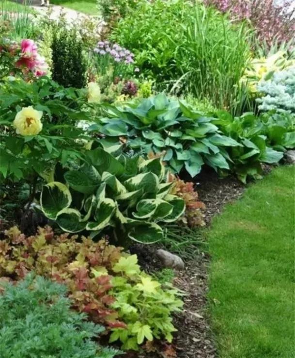 景观草花图,地被类的花草图片