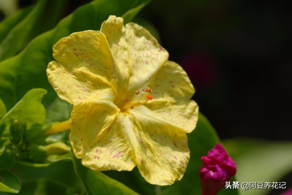 来自法国巴黎的“浪漫”,要想搬回家,“法国香水茉莉”能实现