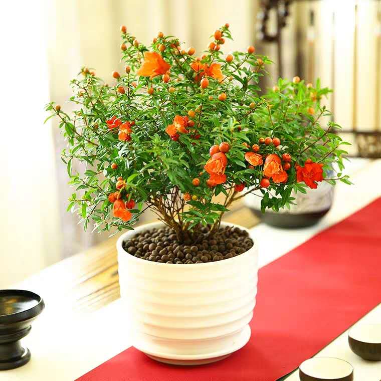 花卉容易出现的病虫害,花卉常见的病虫害