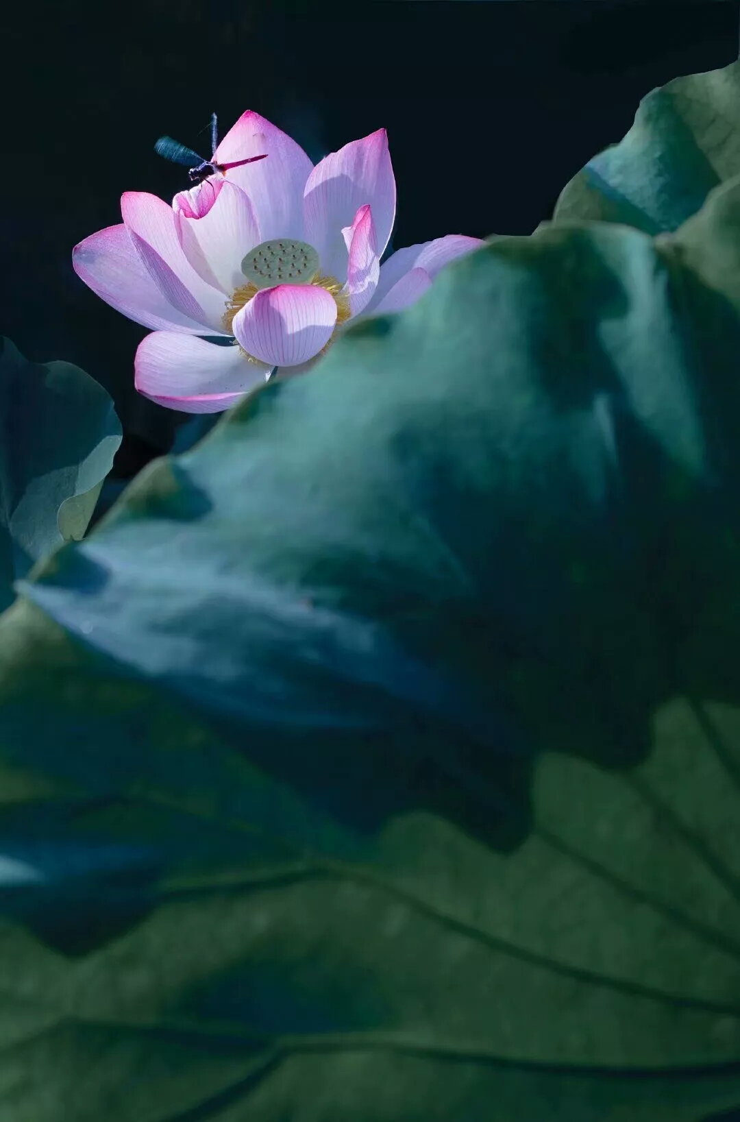 瓷器莲花纹的设计之美和文化内涵,陶瓷莲花纹