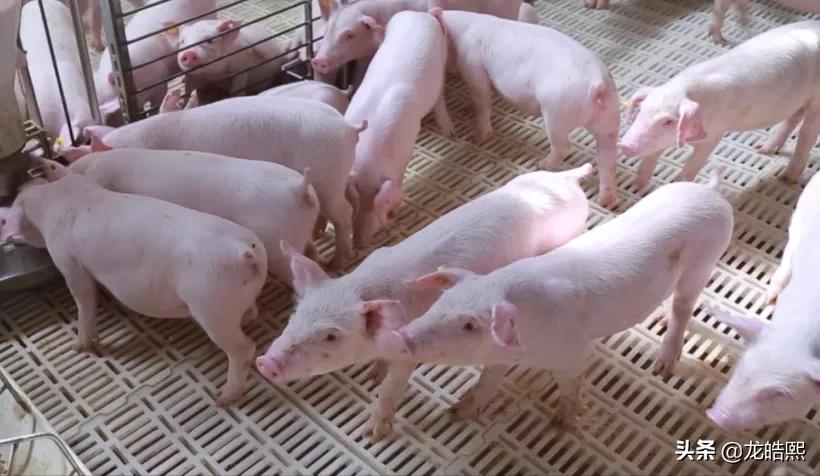 牧原招聘退役军人有补助吗,牧原集团退役军人招聘