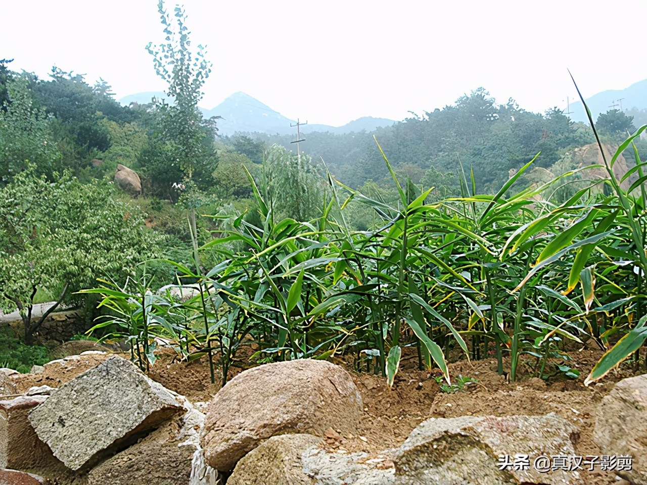 种植生姜的底肥过多,生姜卷叶黄叶,三招挽救
