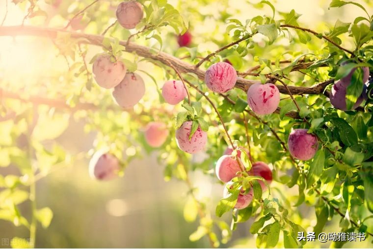 翠叶藏莺朱帘隔燕的意思,翠叶藏莺朱帘隔燕图片