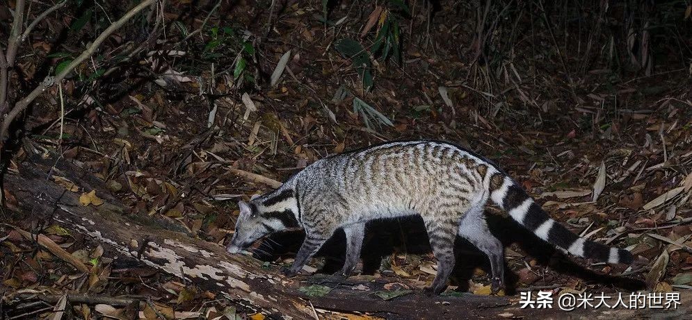 你知道这些皮草奢侈品是导致它已经在香港灭绝的主要原因吗？