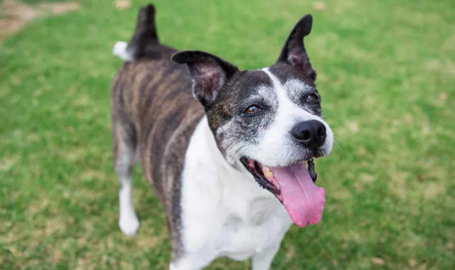 老年犬关节养护吃什么,老年狗狗关节炎怎么治疗最好